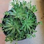 Saxifraga mutata List