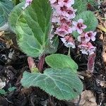 Bergenia ciliata ശീലം