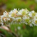 Sesamoides pygmaea Flower