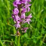 Dactylorhiza incarnataFlower