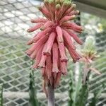 Veltheimia capensis