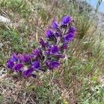 Echium vulgareFlower