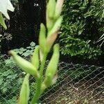 Yucca filamentosa Flower