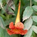 Tecoma fulva Flower