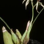 Prosthechea cochleata Plante entière