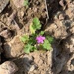 Erodium laciniatum Květ