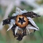 Lychnis coronaria Плод