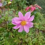 Dahlia tenuicaulis Blomst