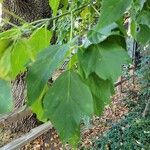 Acer negundoLeaf