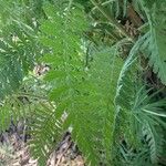 Achillea filipendulina برگ