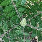 Rhus coriaria Облик