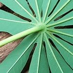 Manihot grahamii Leaf