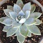 Echeveria cante叶