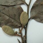 Trichilia euneura Otro