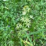 Loncomelos pyrenaicus Flor