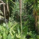 Agave sisalana Flower