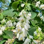 Styrax obassis Fiore