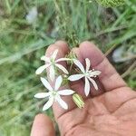 Ornithogalum narbonense Flower