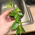 Peperomia quadrangularis Leht