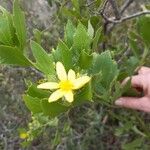 Chrysanthemoides monilifera Lehti