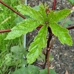 Abelmoschus esculentusLeaf