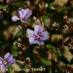 Limonium tarcoense Flower