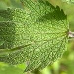 Leonurus quinquelobatus Hoja