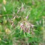 Poa alpina Fruit