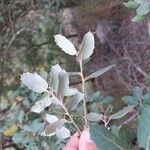 Quercus rotundifolia Leaf