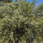 Amelanchier utahensis 整株植物