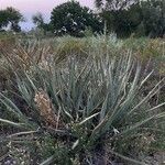 Yucca angustissima Leaf