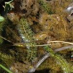 Utricularia intermedia Habitat