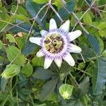 Passiflora caeruleaŽiedas