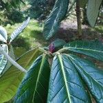 Rhododendron sinogrande Листок