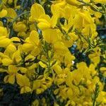 Genista aetnensis Flower