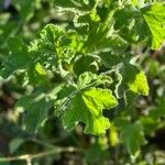 Pelargonium tomentosum Blatt