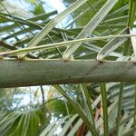 Butia capitata Leaf