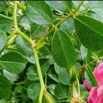 Rosa spp. पत्ता