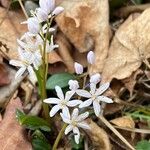 Scilla forbesii ফুল