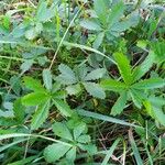 Potentilla heptaphylla Blad