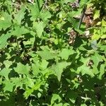 Lactuca muralis Leaf