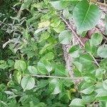 Prunus mahaleb Leaf
