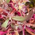 Rumex bucephalophorus Leaf