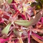 Rumex bucephalophorus Leht