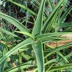 Aloe striatula ᱥᱟᱠᱟᱢ