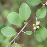 Cotoneaster nummularius Інше