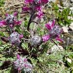 Pedicularis rosea花