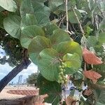 Coccoloba uvifera 葉