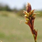 Carex caryophyllea Φρούτο