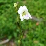 Asystasia intrusa Kwiat